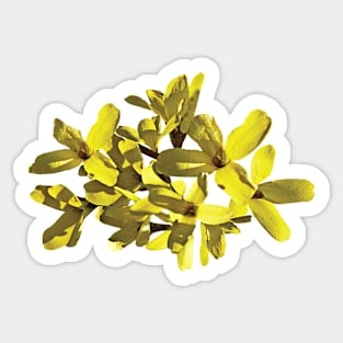 Forsythias - Forsythia Closeup Sticker